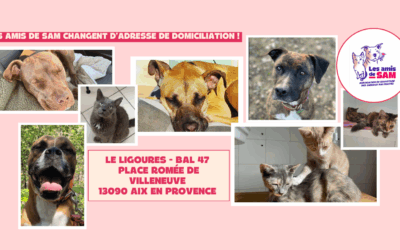 📬 Changement d’adresse de domiciliation : Nouvelle adresse officielle