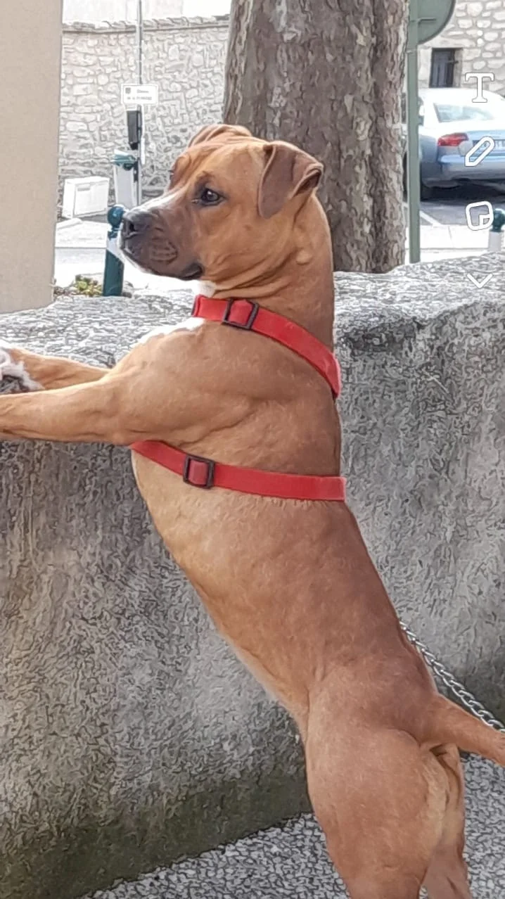 Portrait Tonka joueur - Les Amis de Sam - Aix en Provence