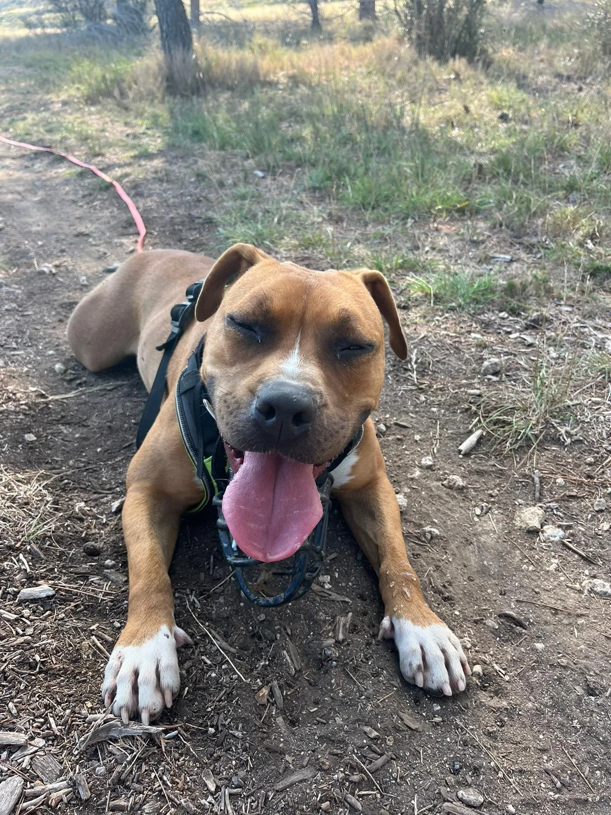 Rocky - Portrait chien adoption - Les amis de Sam - Aix en Provence