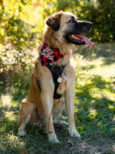 Beau Rocky avec bandana - Chien adoption - Les Amis de Sam - Aix en Provence