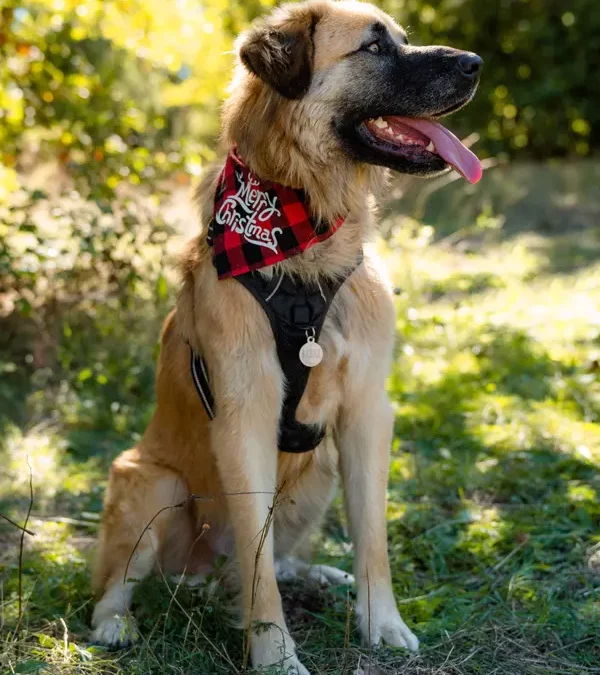 Beau Rocky avec bandana - Chien adoption - Les Amis de Sam - Aix en Provence