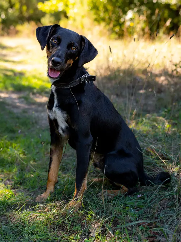 Berry petit chien adoption - Les Amis de Sam - Aix en Provence