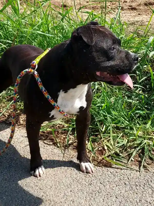 Blacky mal staffy adoption - Les Amis de Sam - Aix en provence