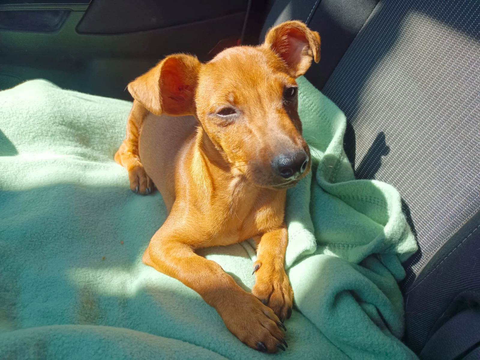 Rocky - Portrait chien adoption - Les amis de Sam - Aix en Provence
