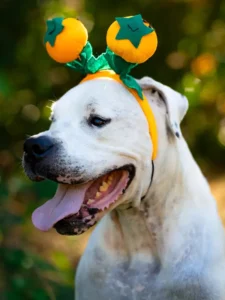 Funny Jean - Portrait chien dogue argentin adoption - Les amis de Sam - Aix en Provence