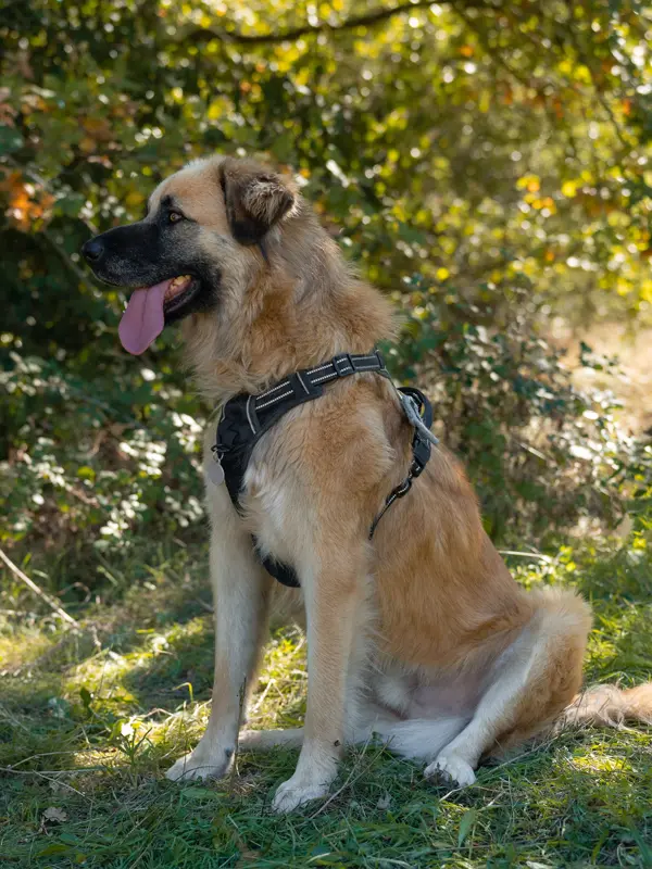 Grand chien adoption - Rocky - Les Amis de Sam - Aix en Provence
