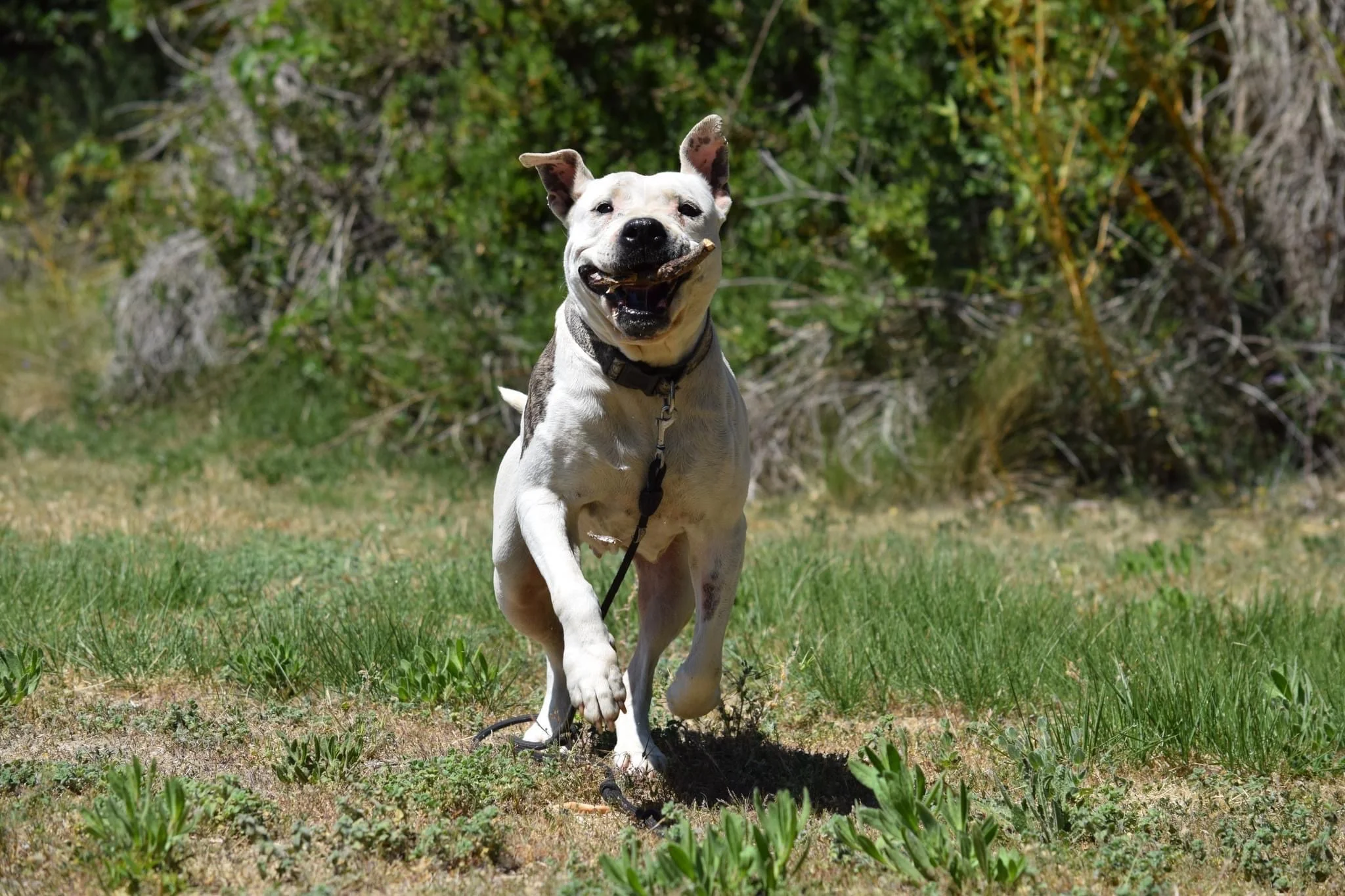 Rocky - Portrait chien adoption - Les amis de Sam - Aix en Provence