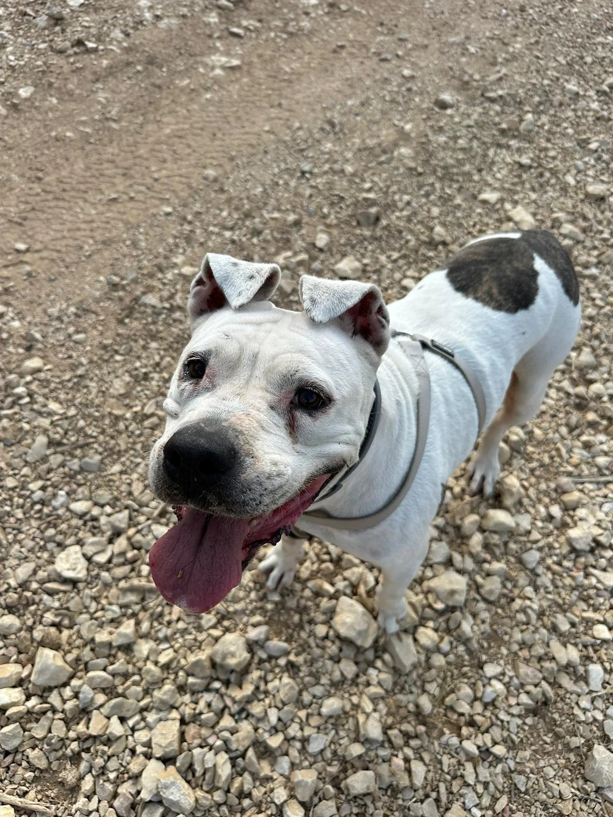 Jean - Dogue argentin - Male adption Les Amis de Sam - Aix en Provence