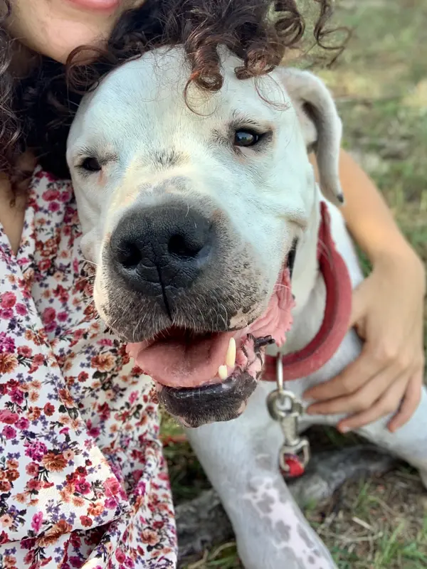 Rocky - Portrait chien adoption - Les amis de Sam - Aix en Provence