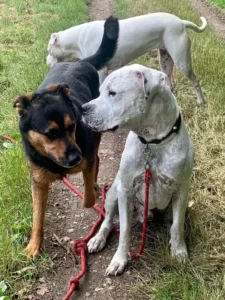 Jean et congeneres - Adoption dogue argentin - Les Amis de Sam - Aix en Provence