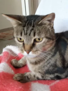 Jolie Caline adoption chat femelle - Les Amis de Sam - Aix en Provence