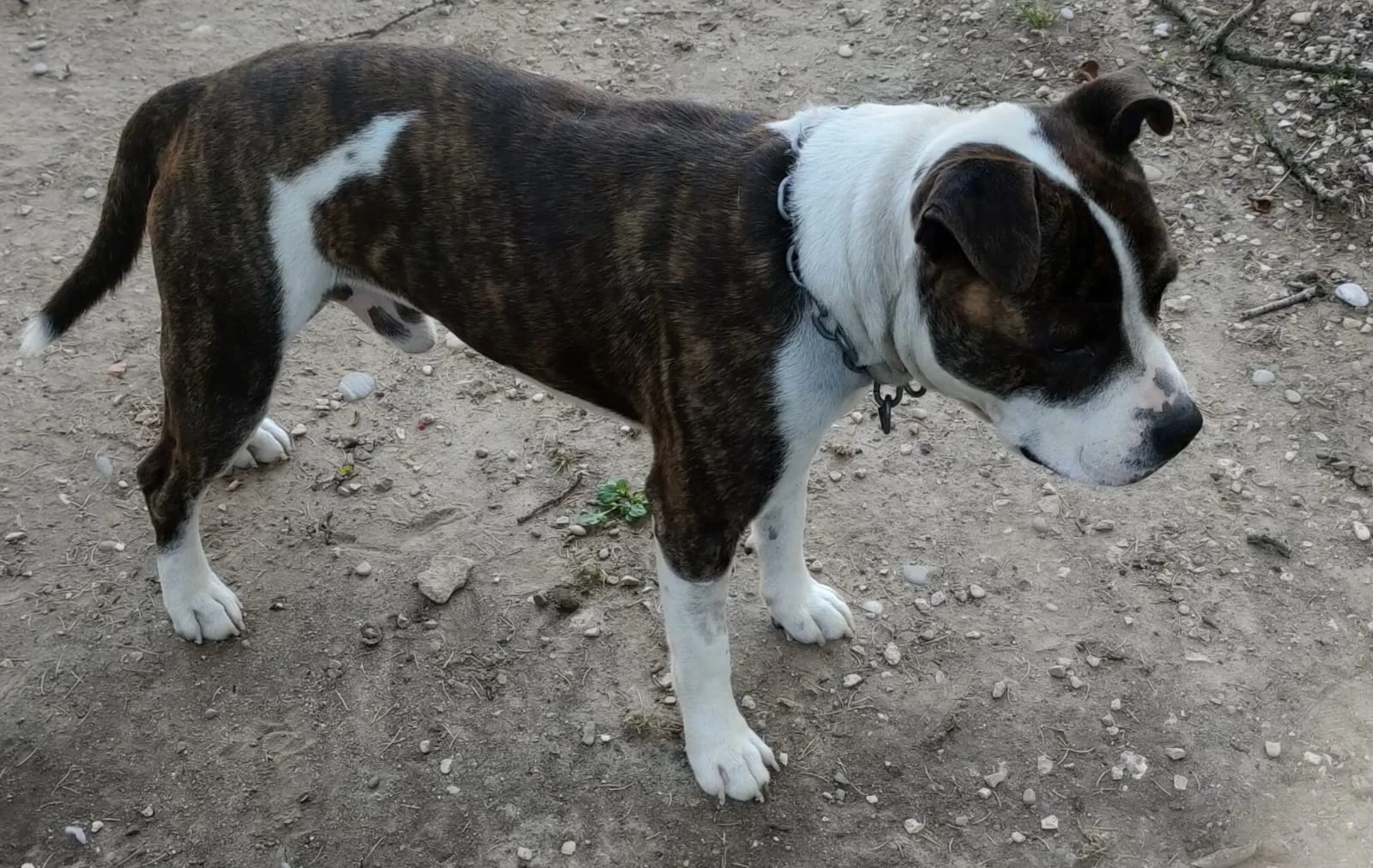Rocky - Portrait chien adoption - Les amis de Sam - Aix en Provence