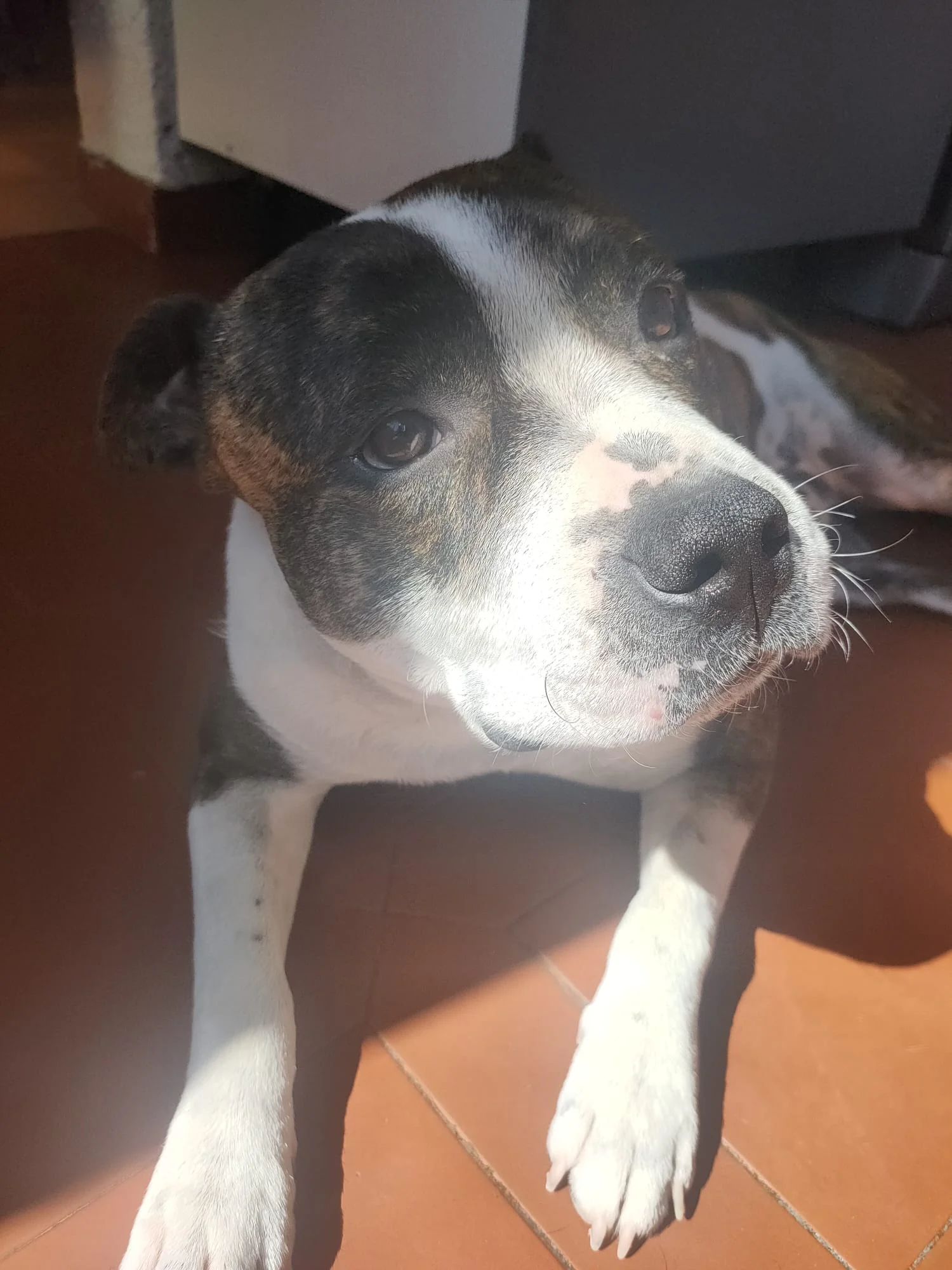 Jean - Dogue argentin - Male adption Les Amis de Sam - Aix en Provence