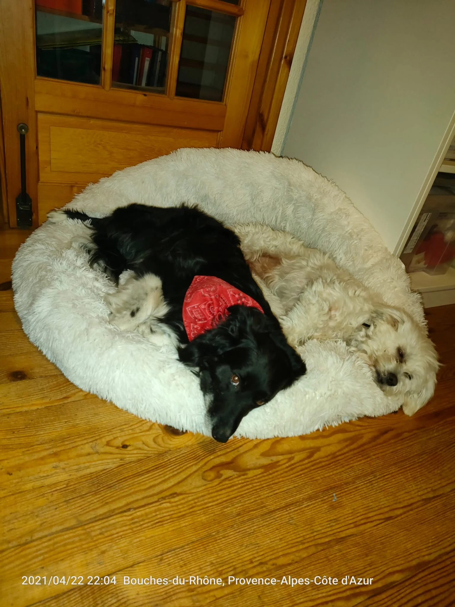 Rocky - Portrait chien adoption - Les amis de Sam - Aix en Provence