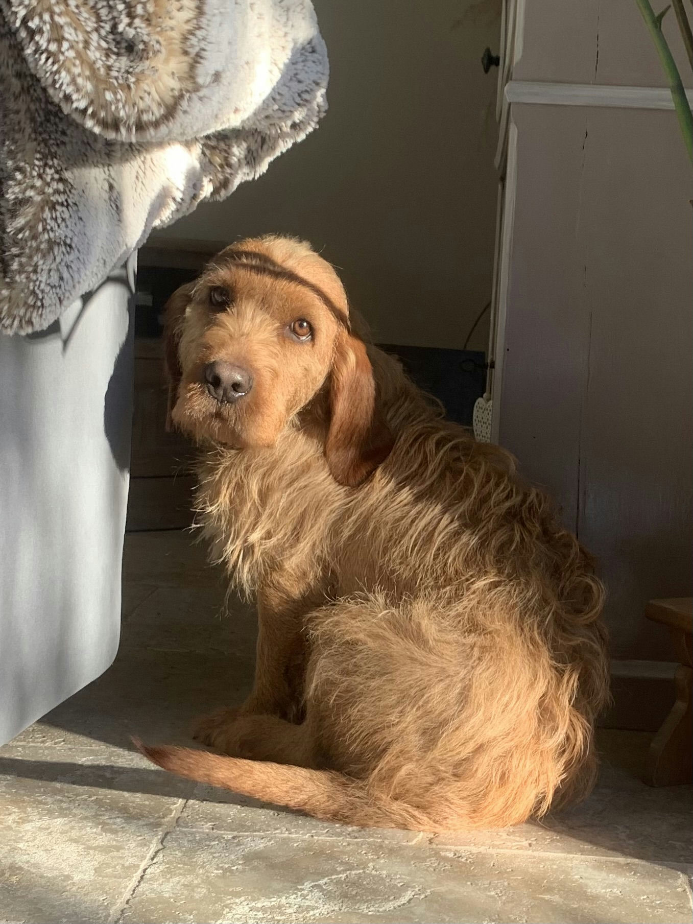 Rocky - Portrait chien adoption - Les amis de Sam - Aix en Provence