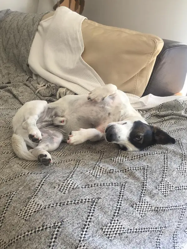 Oreo sur le dos - Adoption chien - Les Amis de Sam - Aix en PRovnce