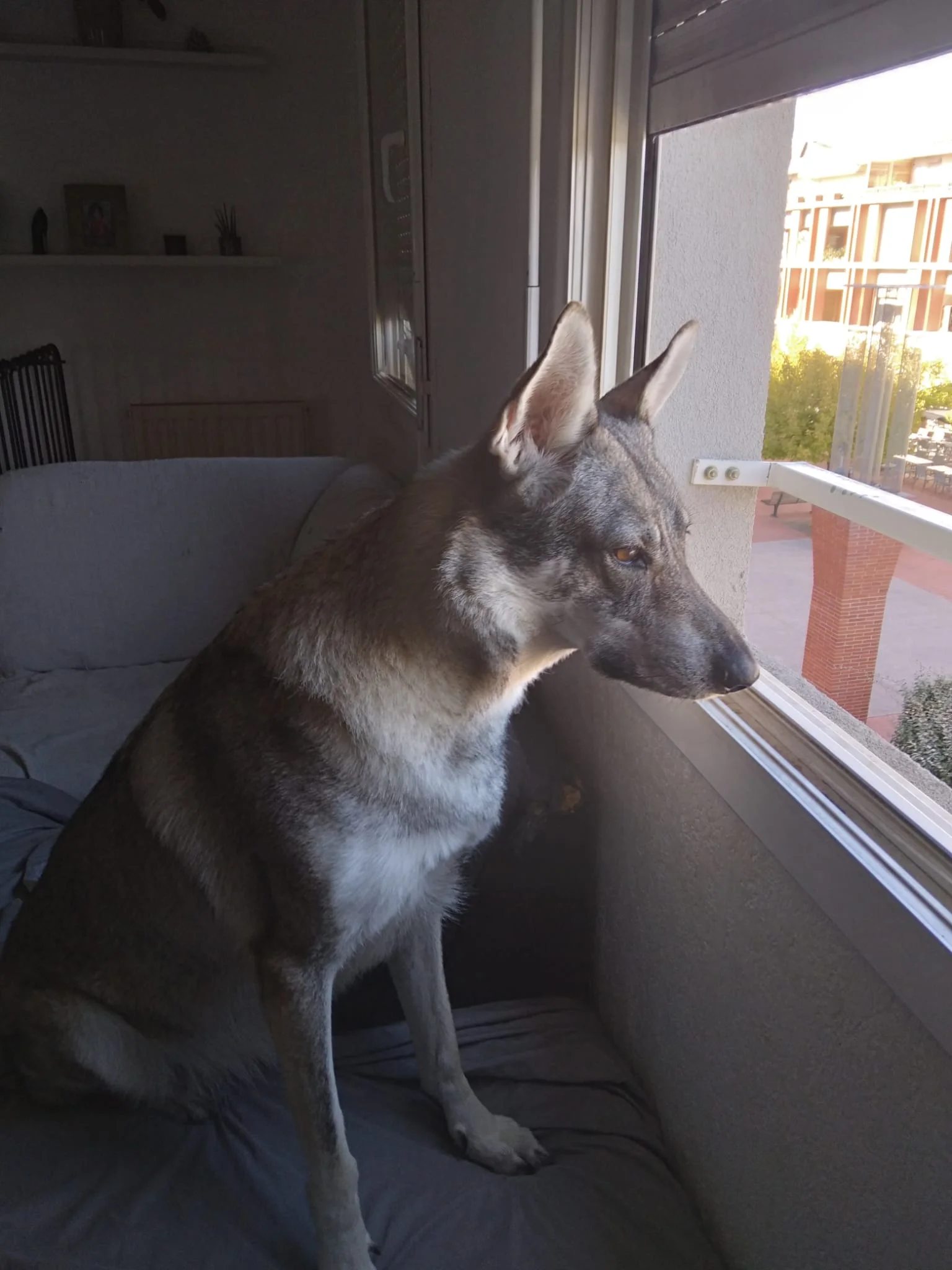 Jean - Dogue argentin - Male adption Les Amis de Sam - Aix en Provence