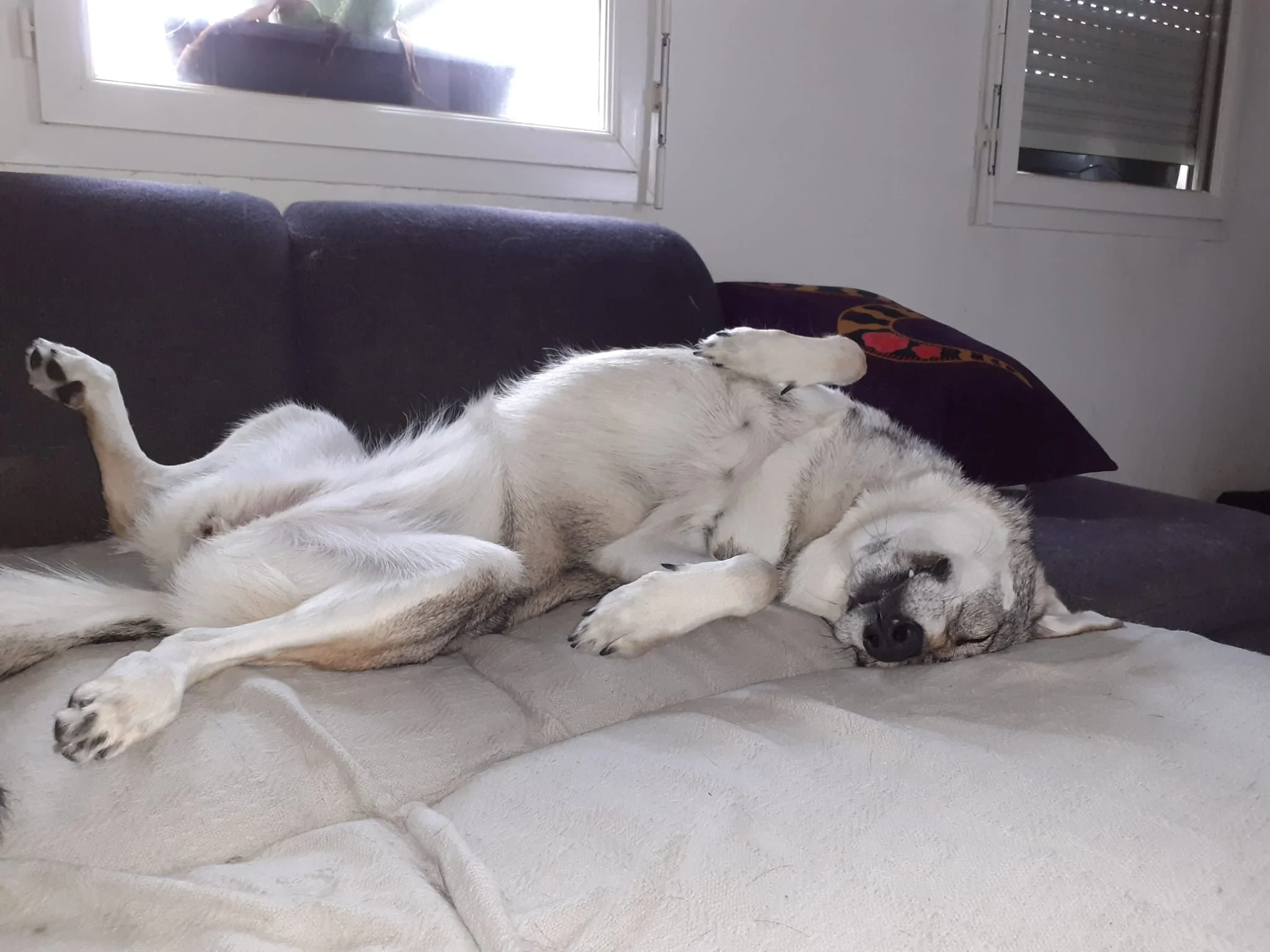 Rocky - Portrait chien adoption - Les amis de Sam - Aix en Provence