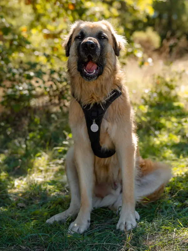 Grand chien adoption - Rocky - Les Amis de Sam - Aix en Provence