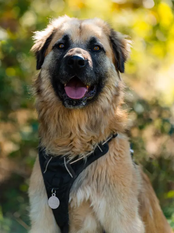 Rocky male adoption - Les Amis de Sam - Aix en Provence