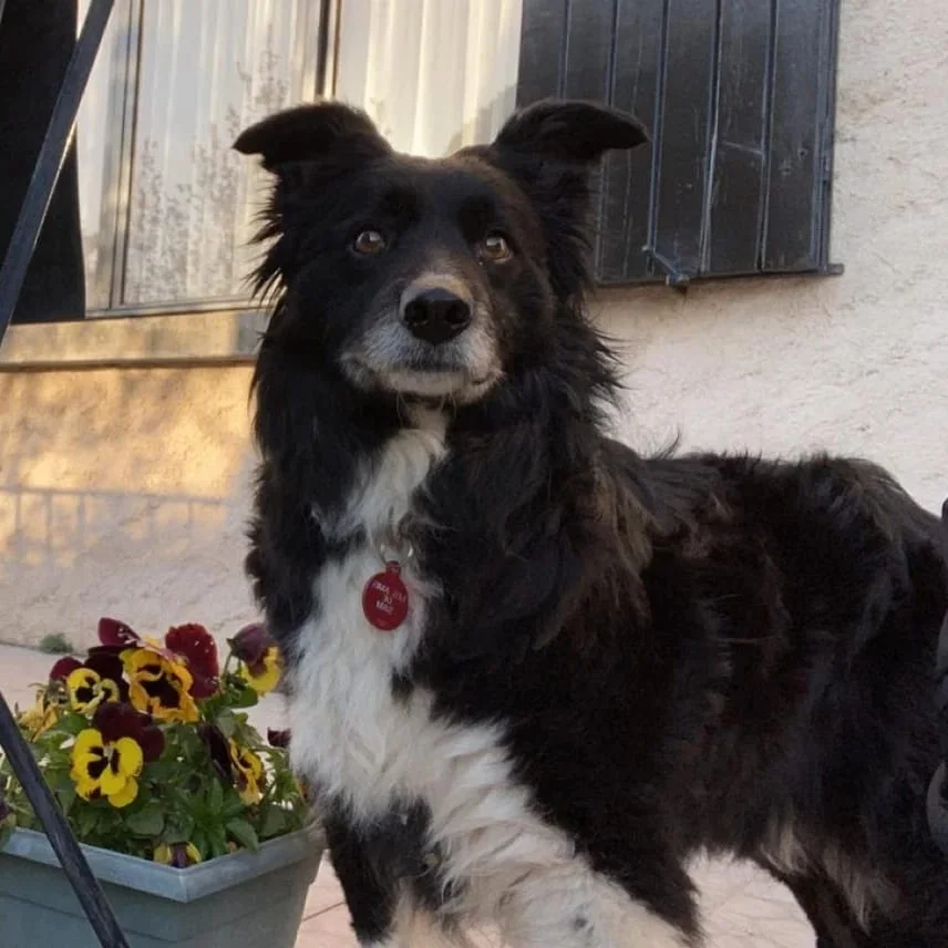 Portrait Tonka joueur - Les Amis de Sam - Aix en Provence