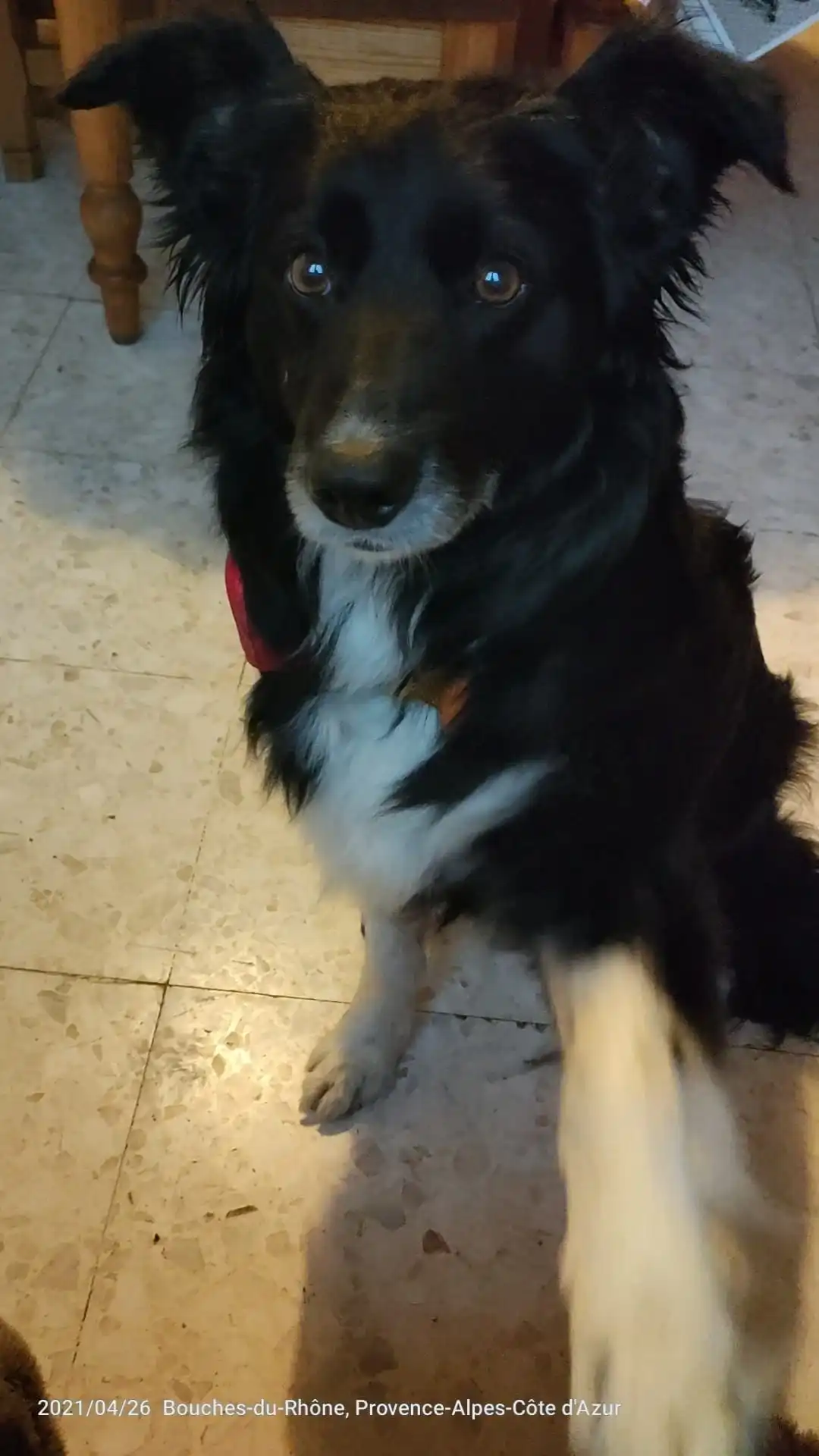 Rocky - Portrait chien adoption - Les amis de Sam - Aix en Provence