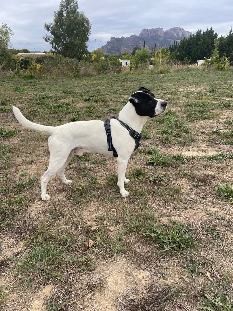 Jean - Dogue argentin - Male adption Les Amis de Sam - Aix en Provence