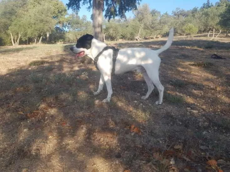 Portrait Tonka joueur - Les Amis de Sam - Aix en Provence