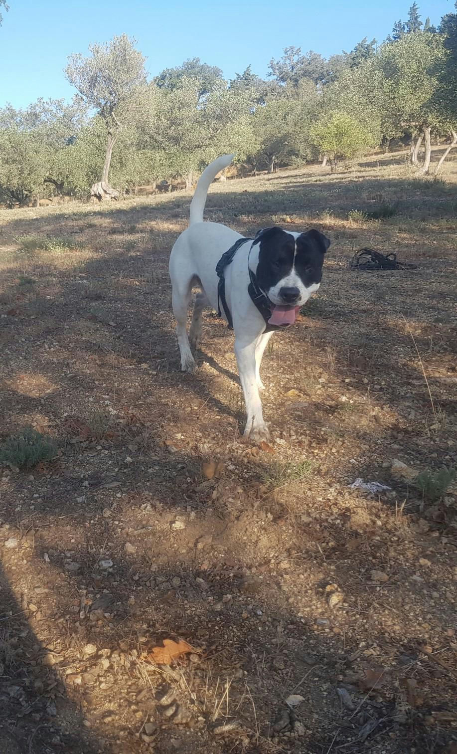 Rocky - Portrait chien adoption - Les amis de Sam - Aix en Provence