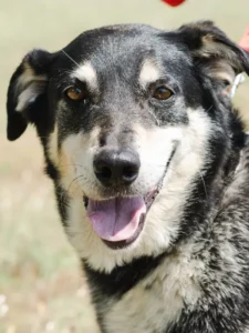 Super Snoop - Beauceron adoption - Les Amis de Sam - Aix en Provence