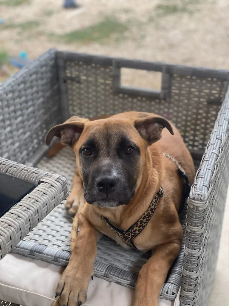 Rocky - Portrait chien adoption - Les amis de Sam - Aix en Provence