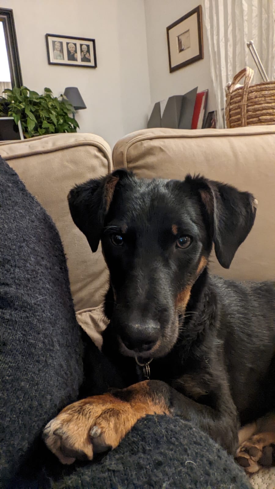 Berry - Adoption petit chien - Les Amis de Sam - Aix en Provence