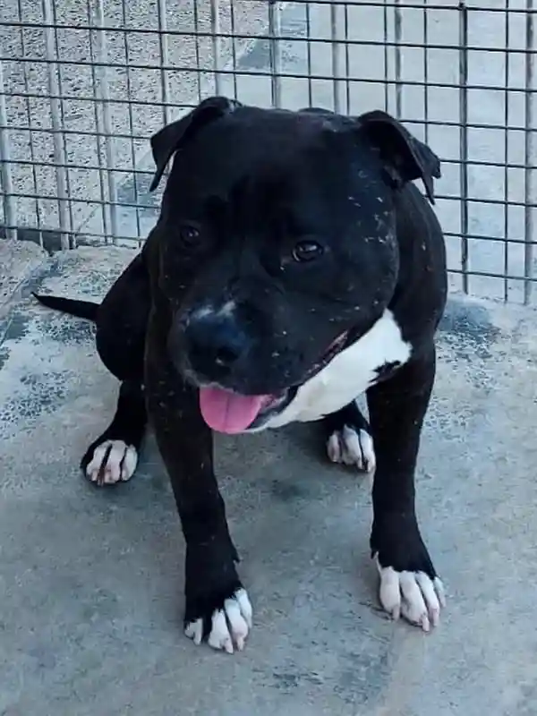 Joli Blacky - Staff de 4 ans - Les amis de Sam - Aix en Provence