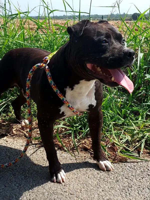 Blacky staff adoption - Les Amis de Sam - Aix en provence