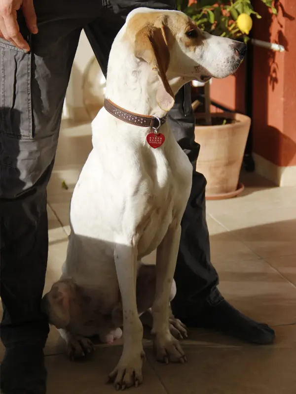 Rocky - Portrait chien adoption - Les amis de Sam - Aix en Provence