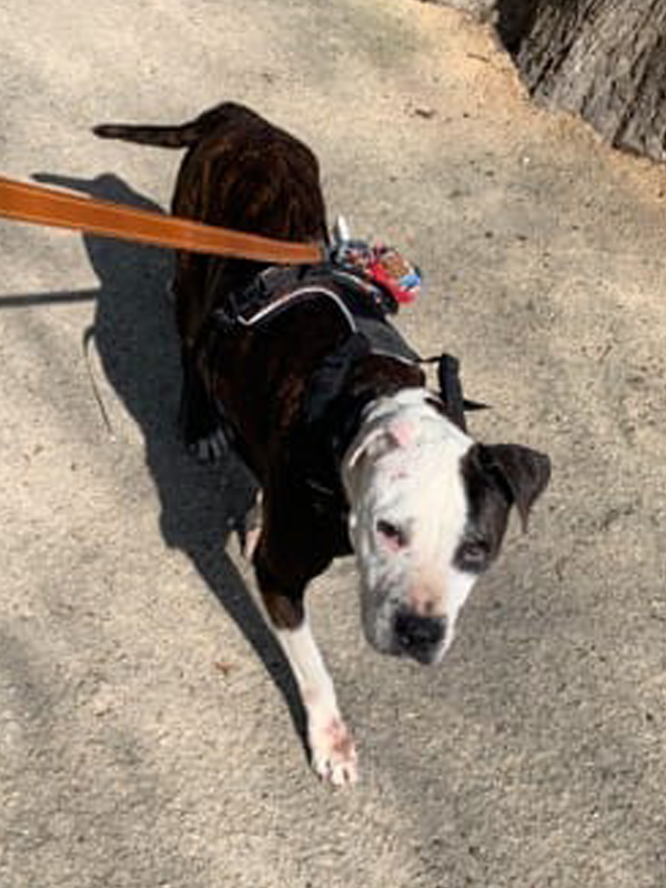 Grand chien adoption - Rocky - Les Amis de Sam - Aix en Provence