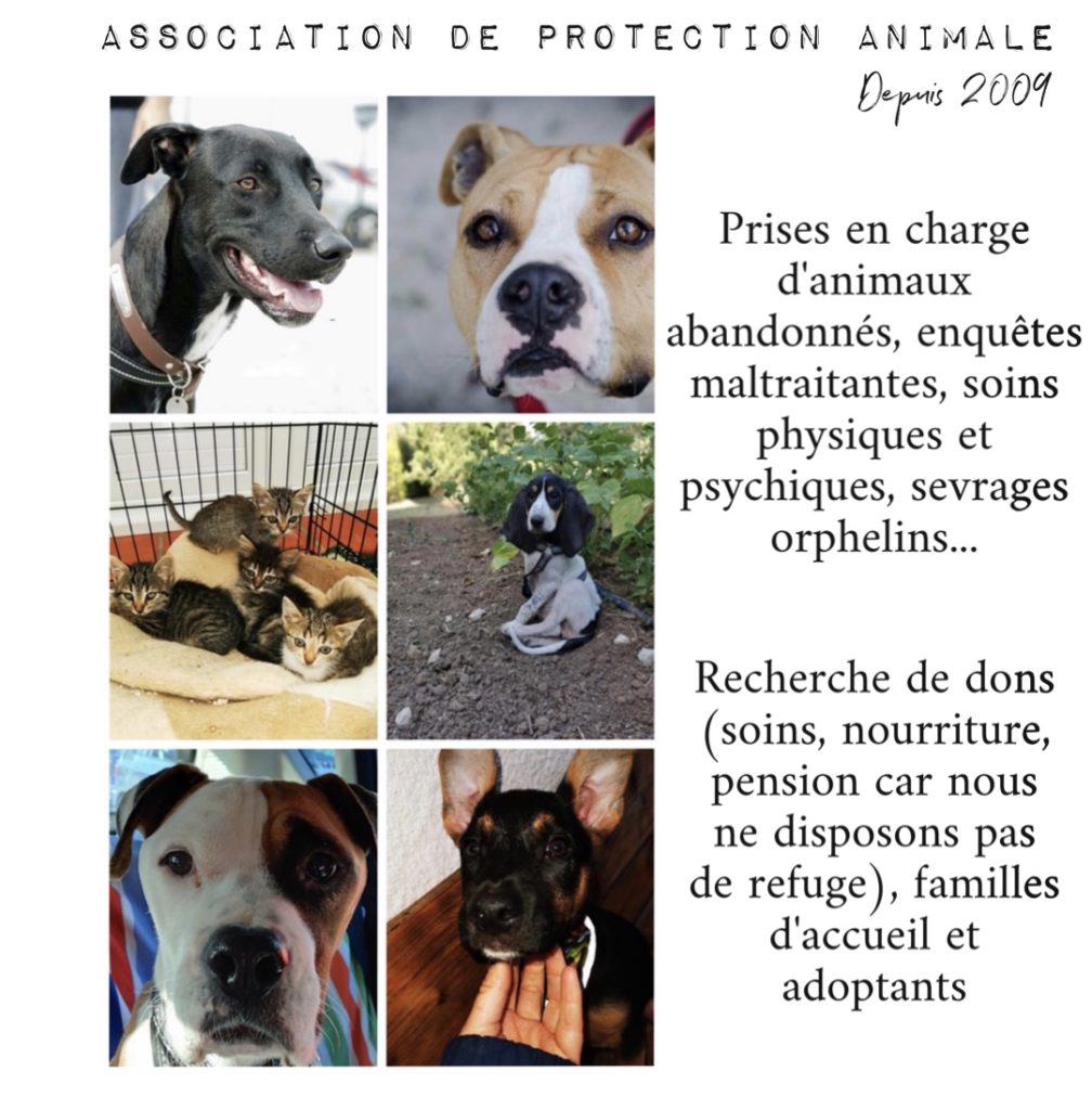 site de rencontre amis des animaux