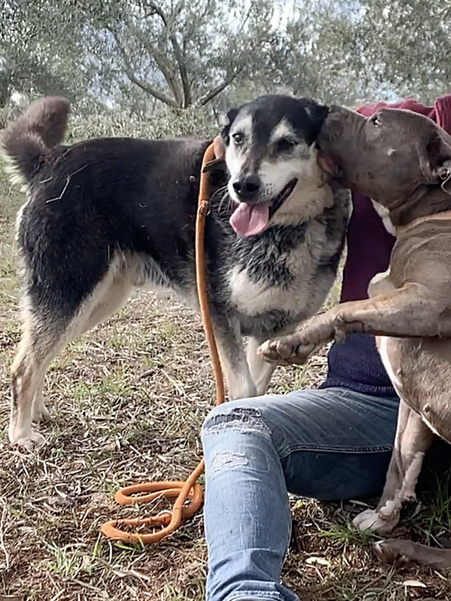 Grand chien adoption - Rocky - Les Amis de Sam - Aix en Provence