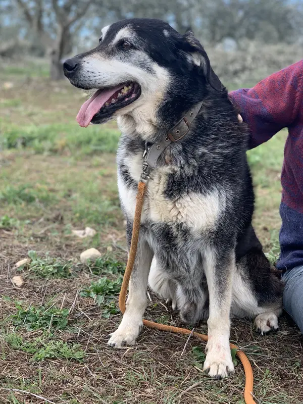 Rocky - Portrait chien adoption - Les amis de Sam - Aix en Provence