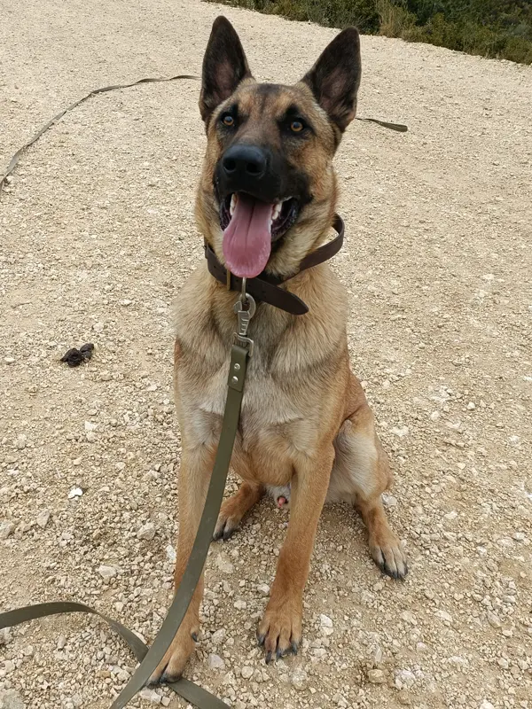 Rocky - Portrait chien adoption - Les amis de Sam - Aix en Provence